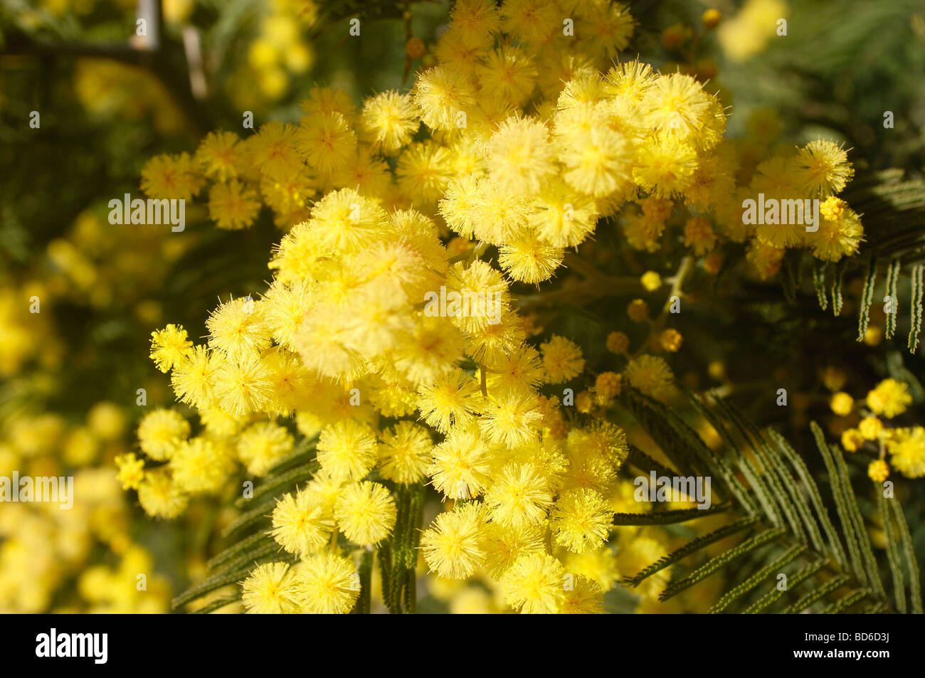 Mimosa in bloom Stock Photo - Alamy