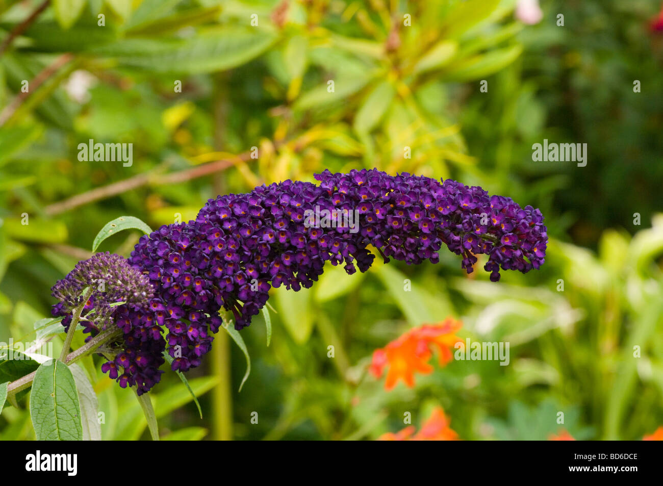Flowering Spike Of a Buddleja davidii Black Knight Buddleia Stock Photo
