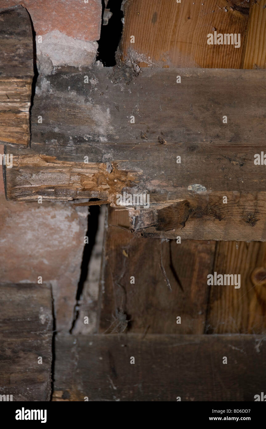 Floor joists with dry rot Stock Photo Alamy