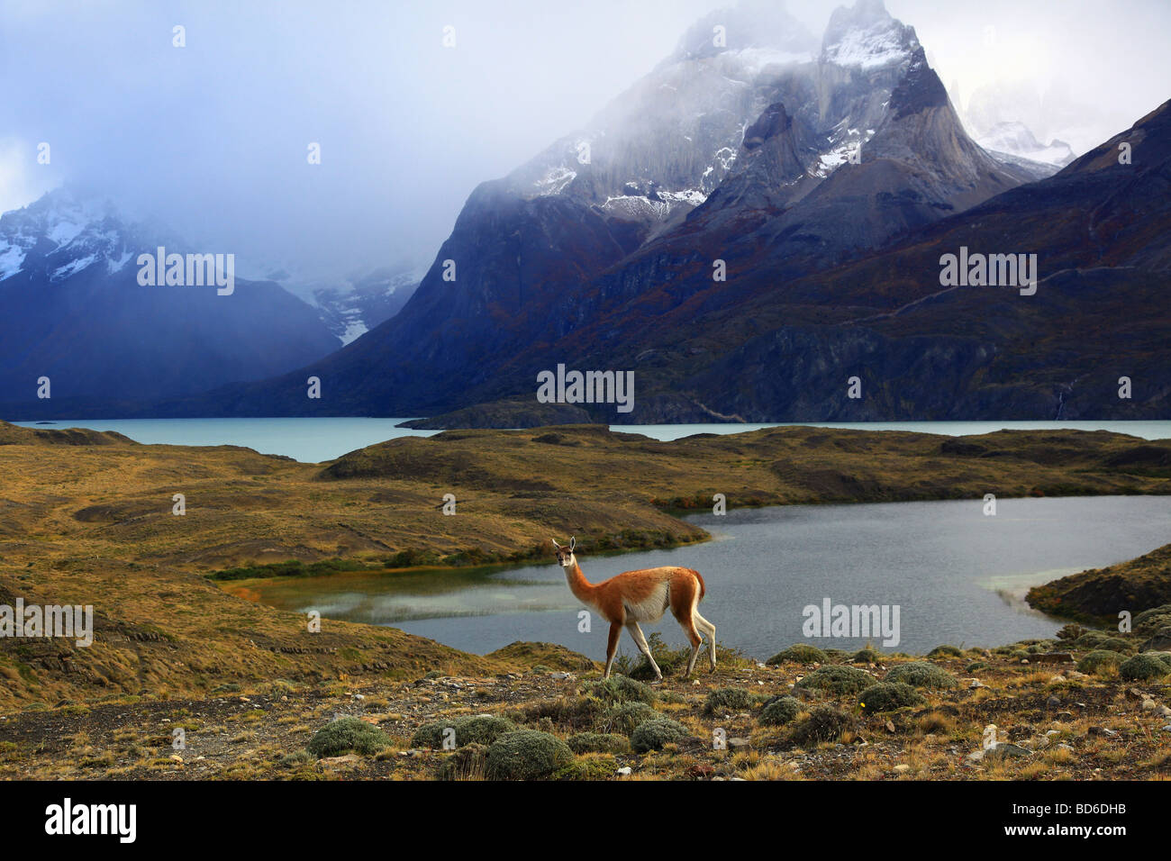 Chile : Torres del Paine National Park Stock Photo