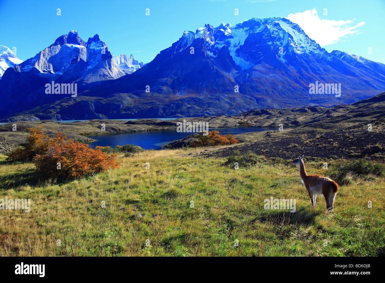 Chile : Torres del Paine National Park Stock Photo