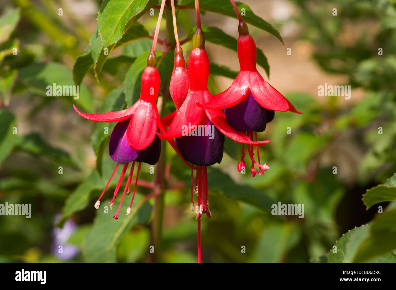 Red and Purple Fuchsia magellanica Stock Photo