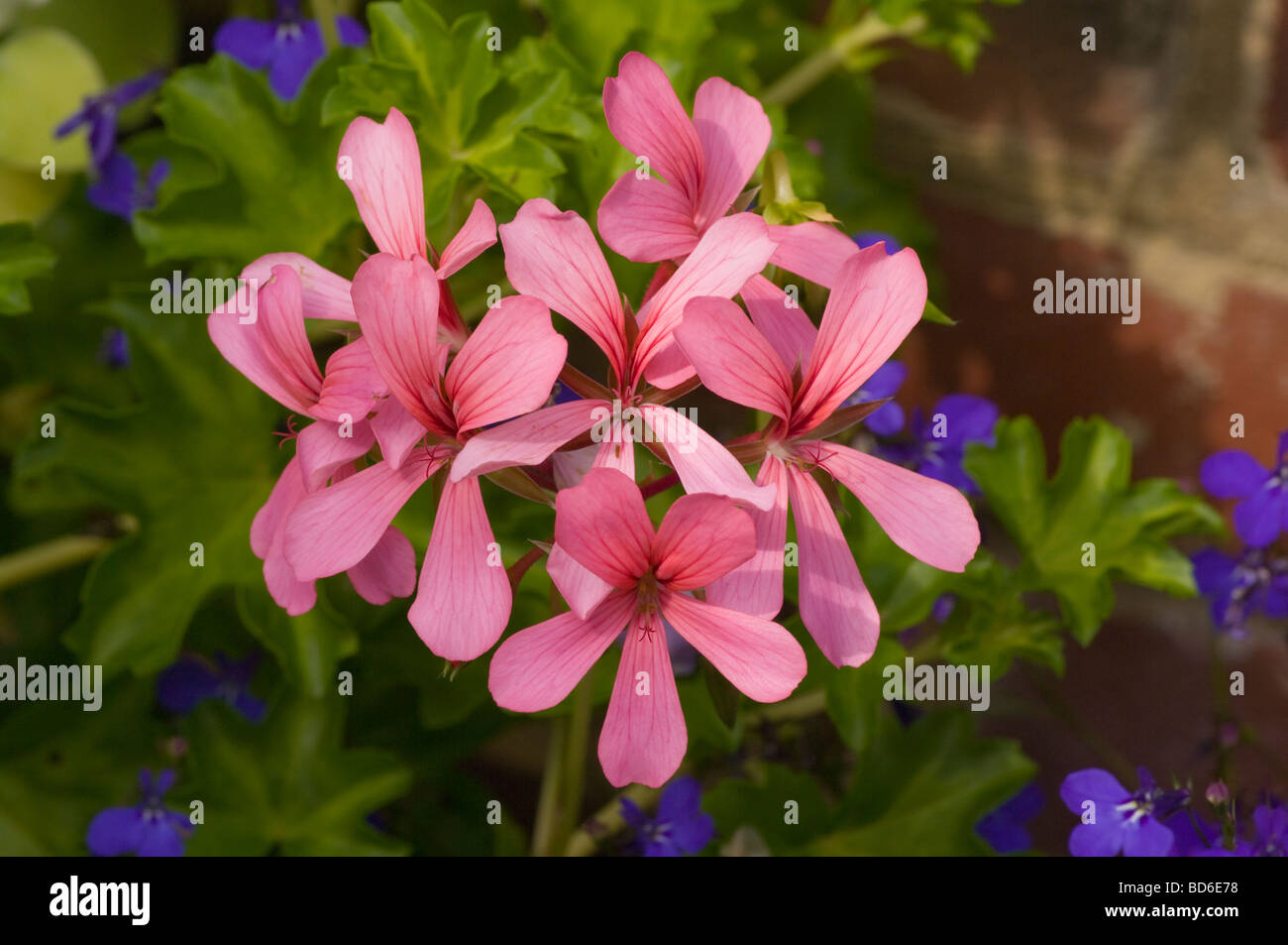 Pink Pelargonium Ivy Leaf Geranium Stock Photo