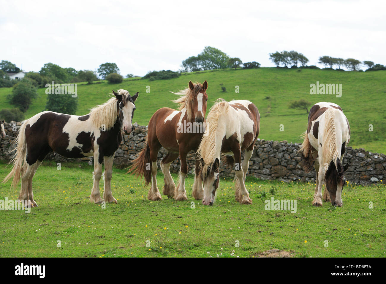 Four coloured piebald horses Ireland Stock Photo Alamy