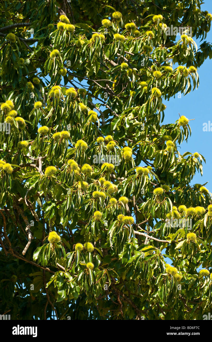 Spanish Chestnut tree - Castanea sativa - sud-Touraine, France. Stock Photo