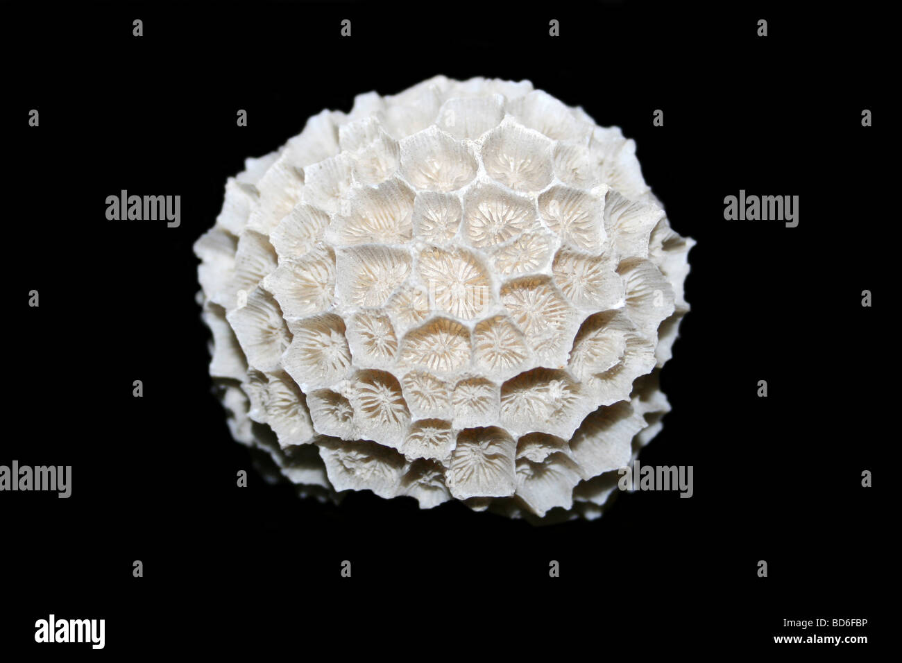 Honeycomb Coral Gardineroseris planulata Stock Photo