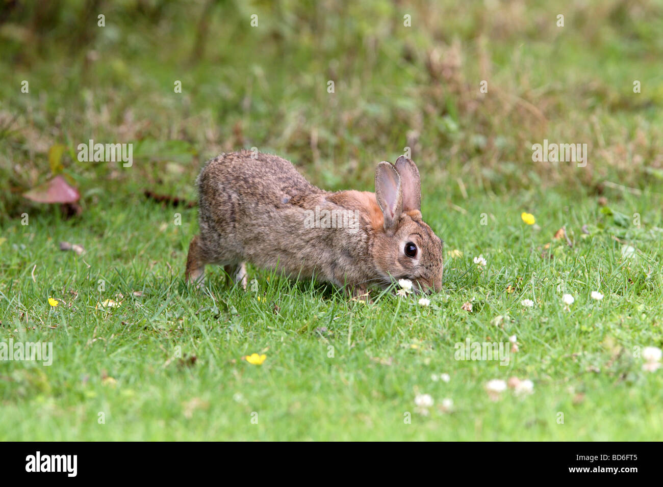 Young Rabbit - Oryctolagus cuniculus nibbling Grass Stock Photo