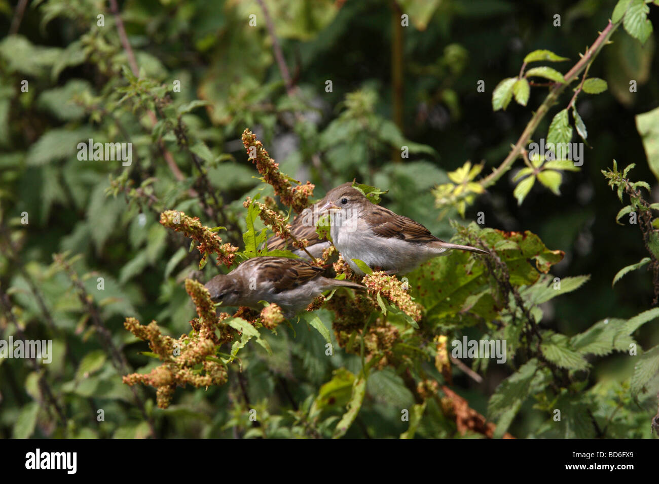 House Sparrows House sparrow eating Dock Seeds Stock Photo Alamy