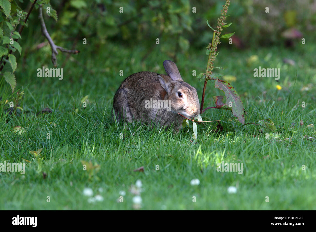 Rabbit Oryctolagus cuniculus Eating a Dock Leaf Stock Photo Alamy