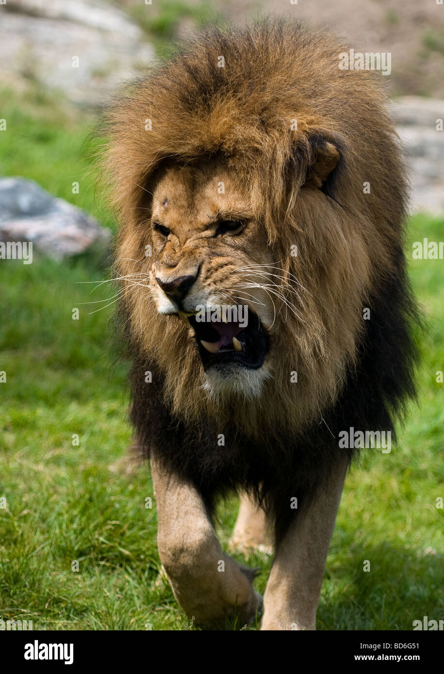 Lion Roar Images – Browse 55,611 Stock Photos, Vectors, and Video