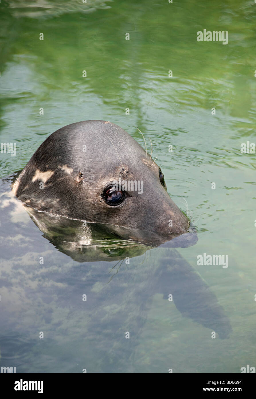 seal sanctuary gweek cornwall and rescued seals Stock Photo Alamy