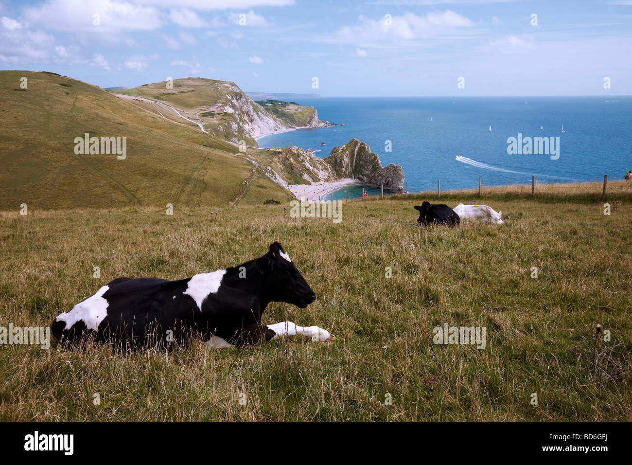 Landscape of cows sitting in field overlooking Durdle Dor and Man of War Bay, sea, sand, Jurassic Coastline. Stock Photo
