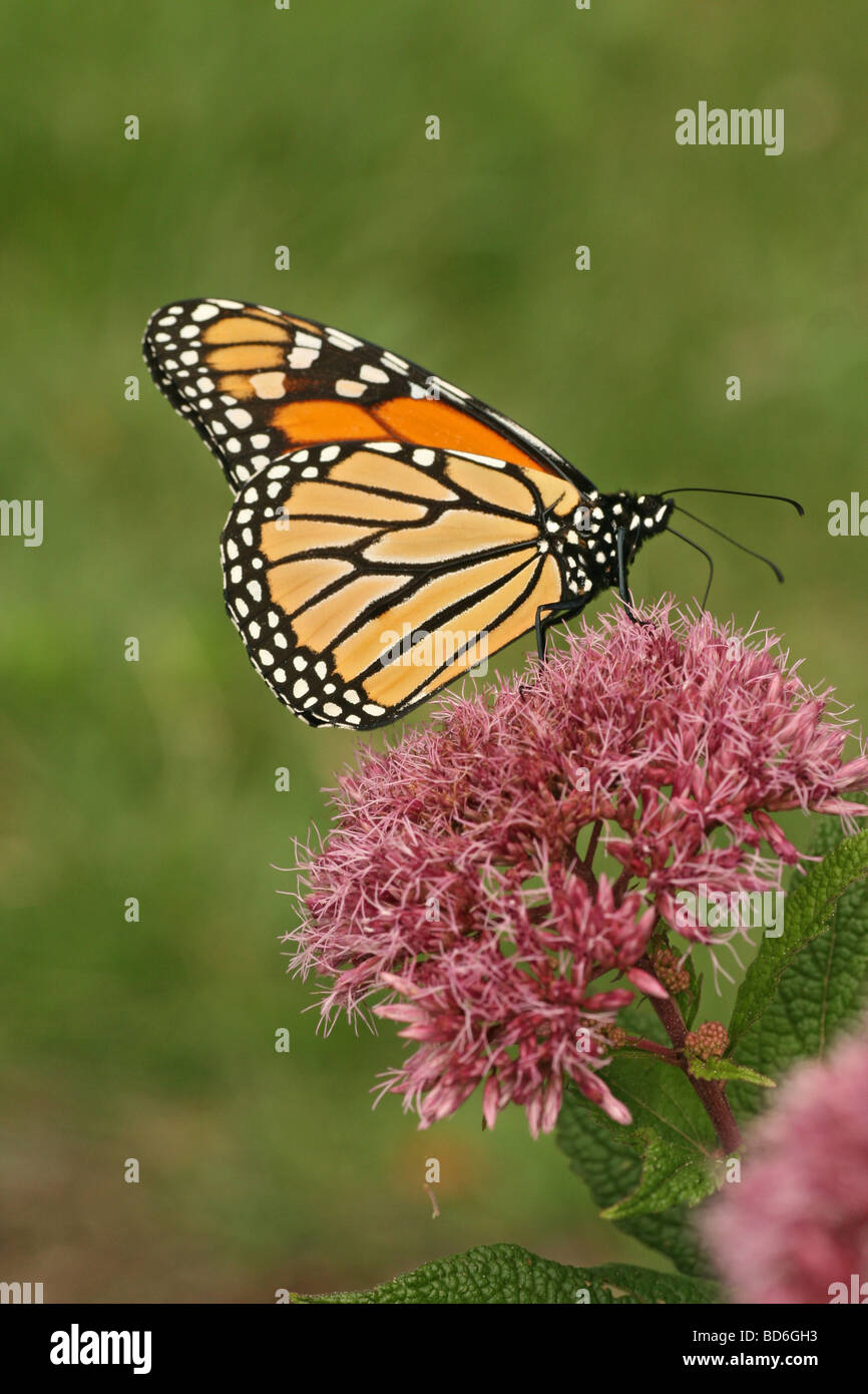 Monarch butterfly on Joe-pye-weed Stock Photo
