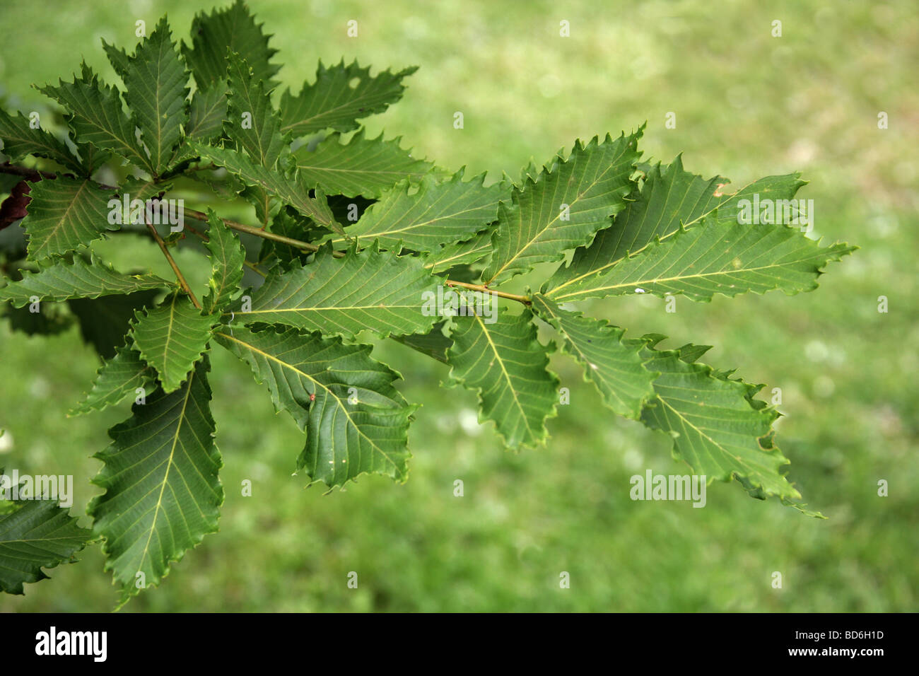 Japanese Oak Tree Leaves, Quercus crispula, Fagaceae, Sakhalin, Japan Stock Photo