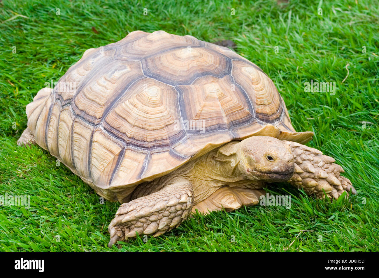 African Spurred Tortoise Stock Photo - Alamy