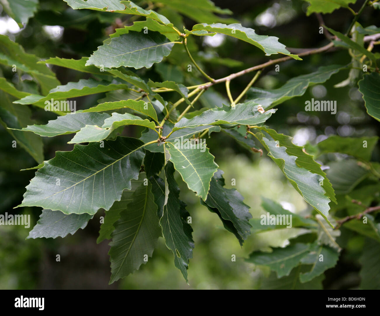 Oriental White Oak Tree Leaves, Quercus aliena, Fagaceae, Japan, Korea Stock Photo