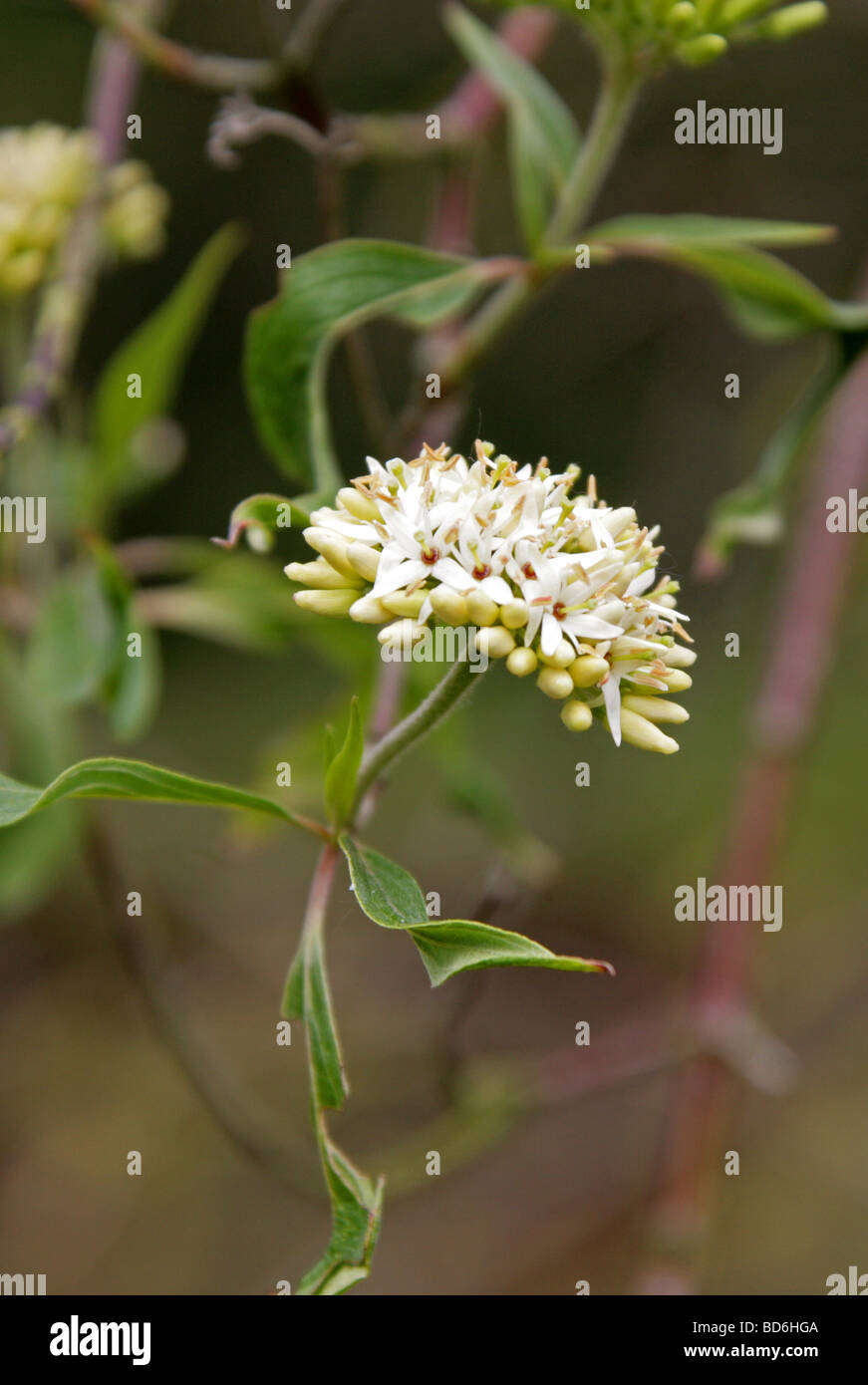 Silky dogwood hi-res stock photography and images - Alamy