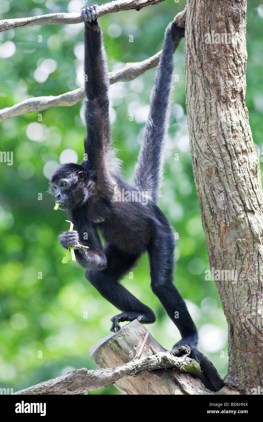 Portrait of a monkey Stock Photo