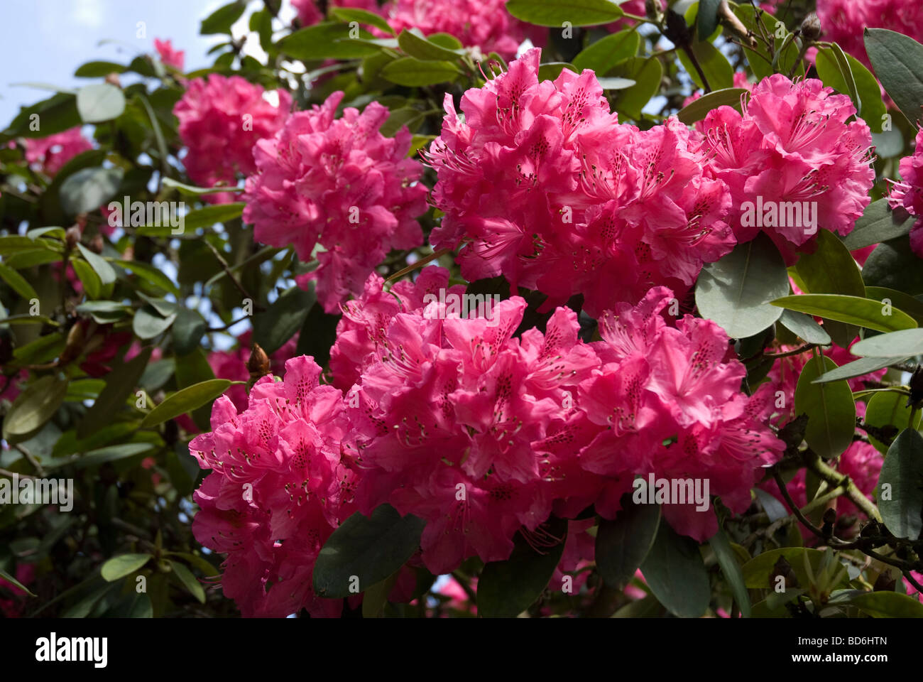 Rhododendron Cynthia Pence Ericaceae pink flowers London UK Stock Photo