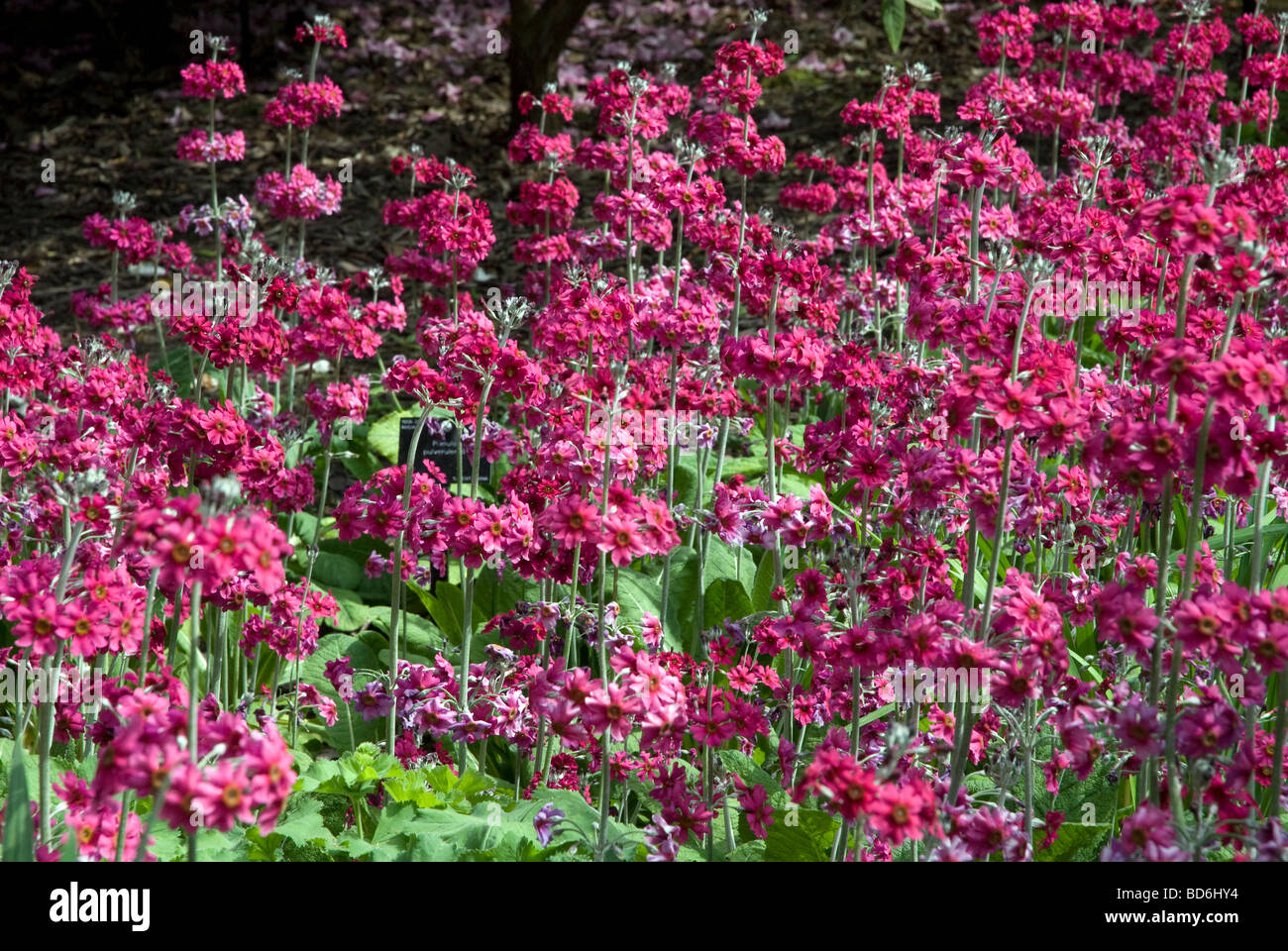 Pink flowering Primula, London UK Stock Photo