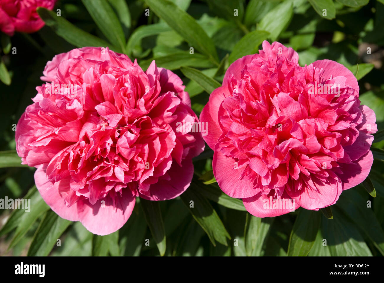 Paeonia Officinalis Var Rosea Pink flowers Stock Photo