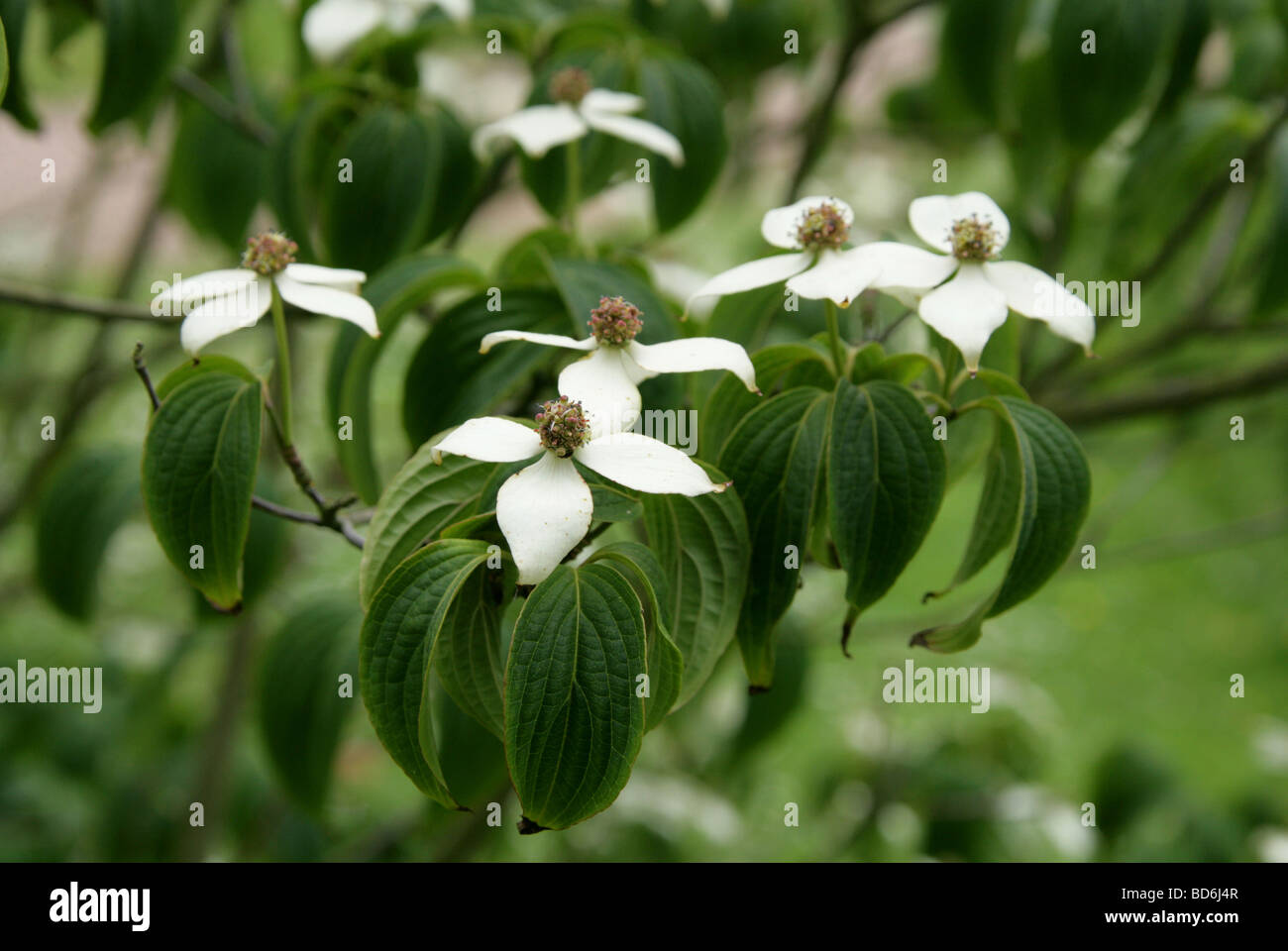 Chinese Dogwood Cornus Kousa Var Chinensis Cornaceae China Asia