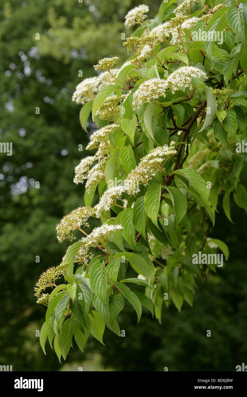 Large-leafed Dogwood, Cornus macrophylla syn Swida macrophylla, Cornaceae, Himalayas, China, Asia Stock Photo