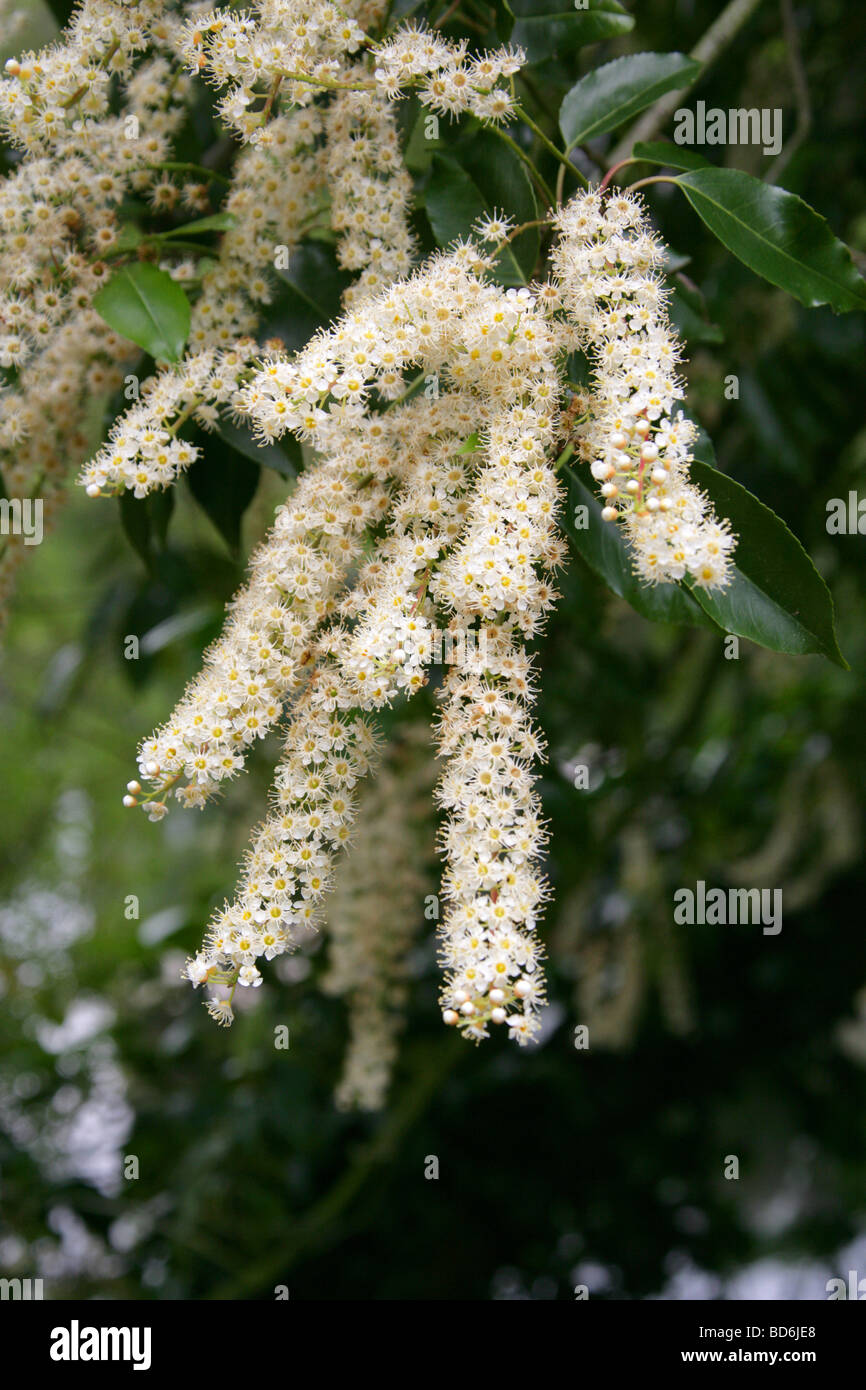 Portugal Laurel, Prunus lusitanica, Rosaceae, Iberian Peninsula, Europe Stock Photo