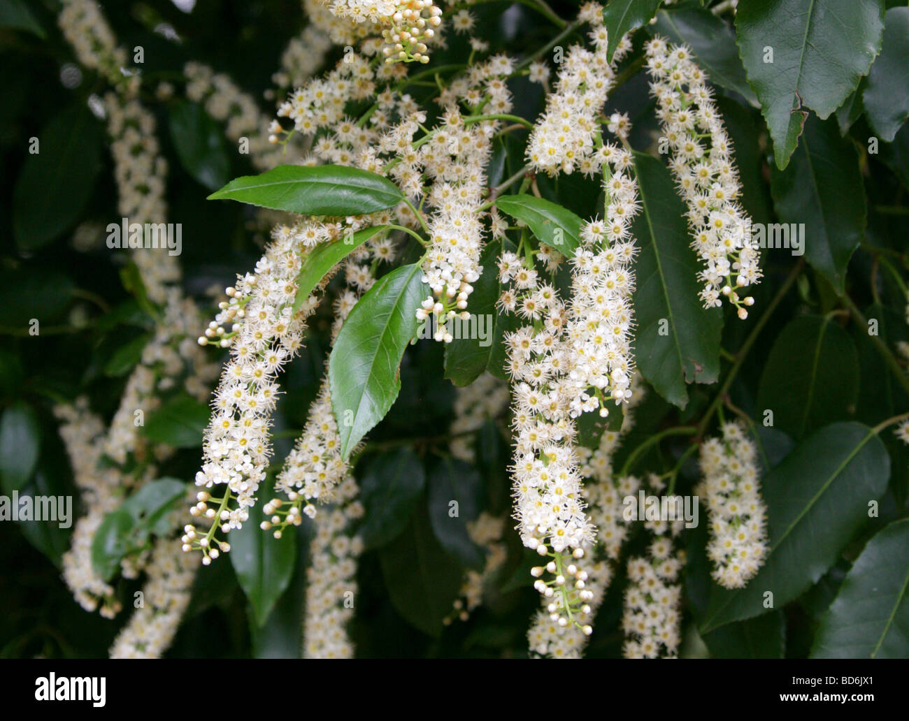 Portugal Laurel, Prunus lusitanica, Rosaceae, Iberian Peninsula, Europe Stock Photo