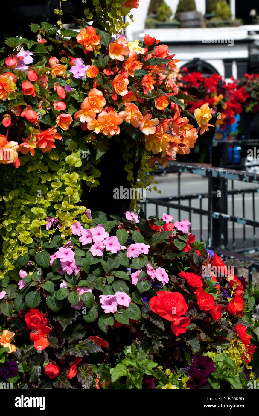 Colourful flower baskets in the street in Llangollen Denbighshire North Wales Stock Photo