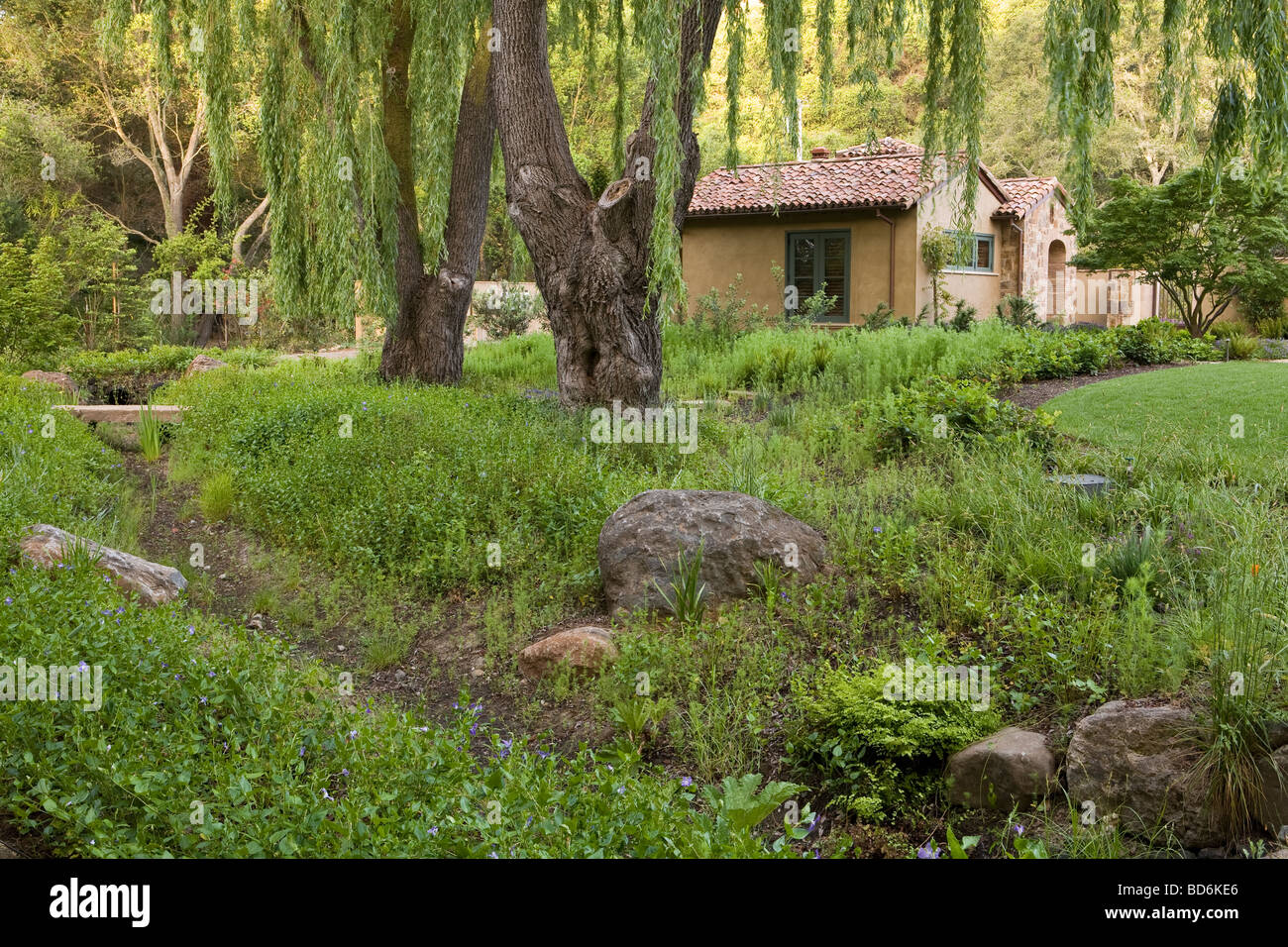 drainage swale rain garden with groundcovers under willow tree in California garden Stock Photo