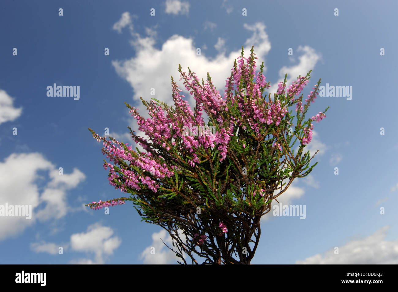 Wild Heather in flower on the Long Mynd in Shropshire Stock Photo