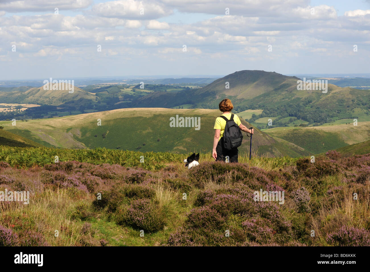Wild Heather in flower on the Long Mynd in Shropshire Stock Photo