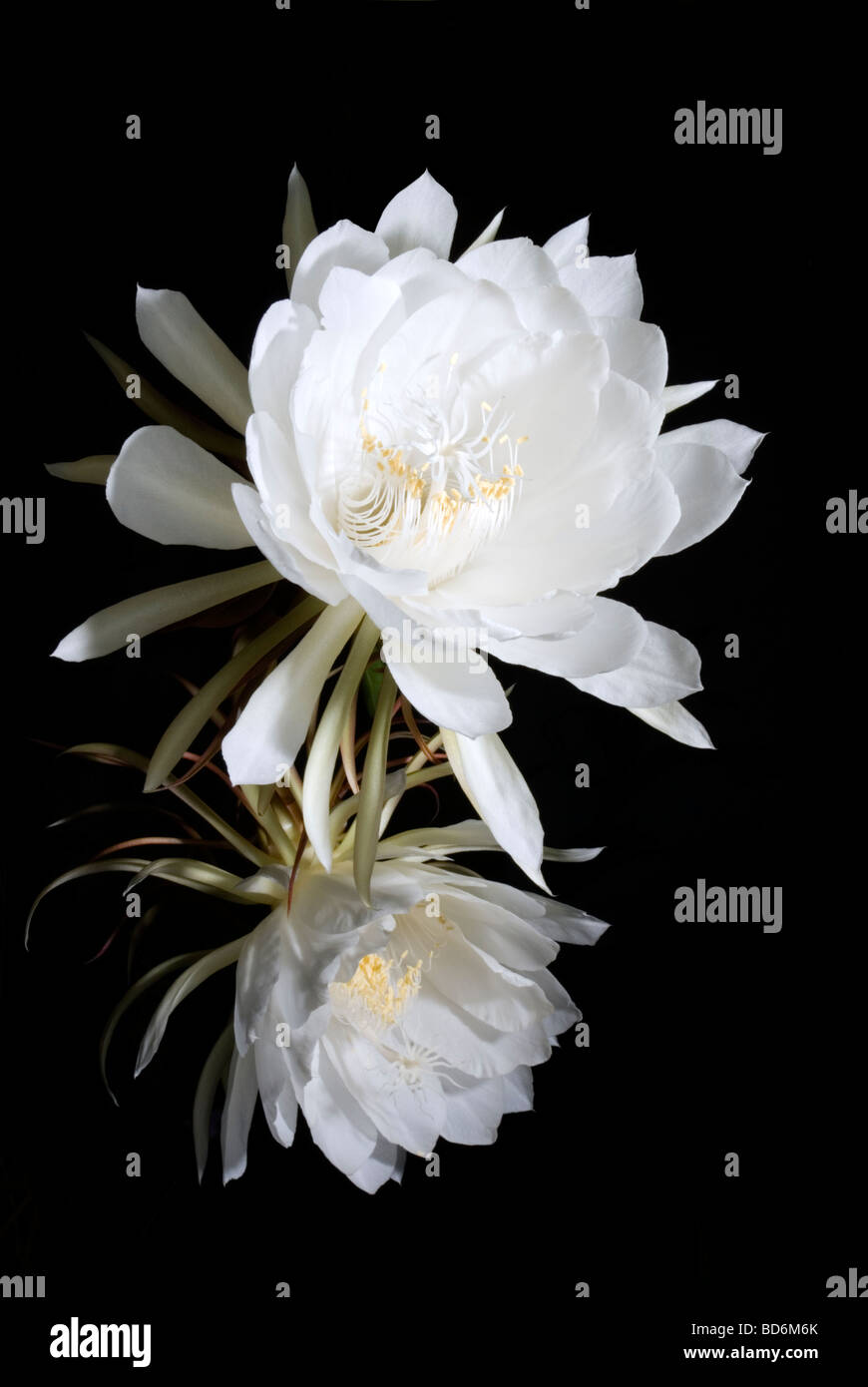 Kadupul flowers hires stock photography and images Alamy