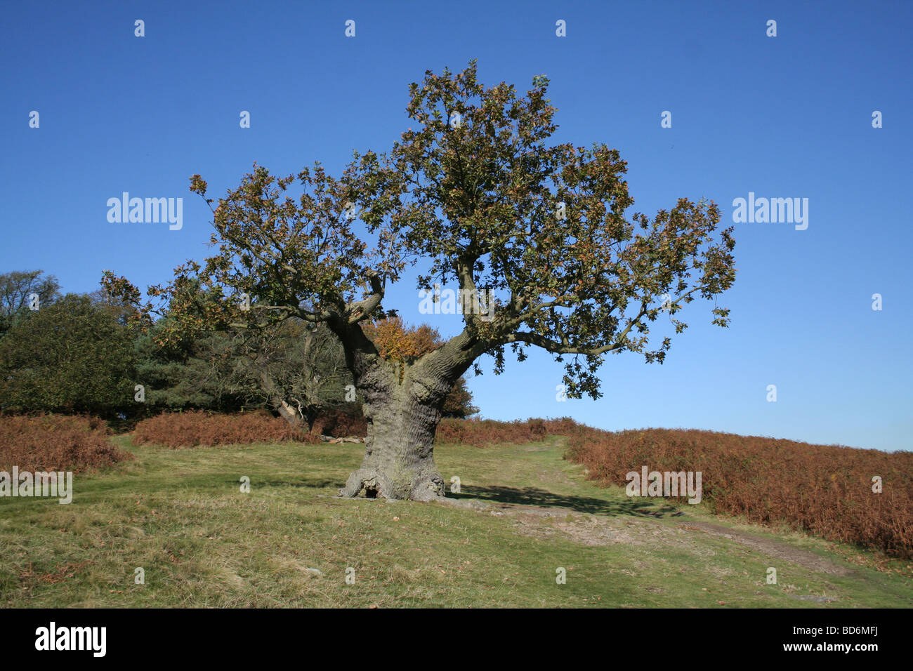 Oak Tree in Bradgate Park Leicestershire Stock Photo