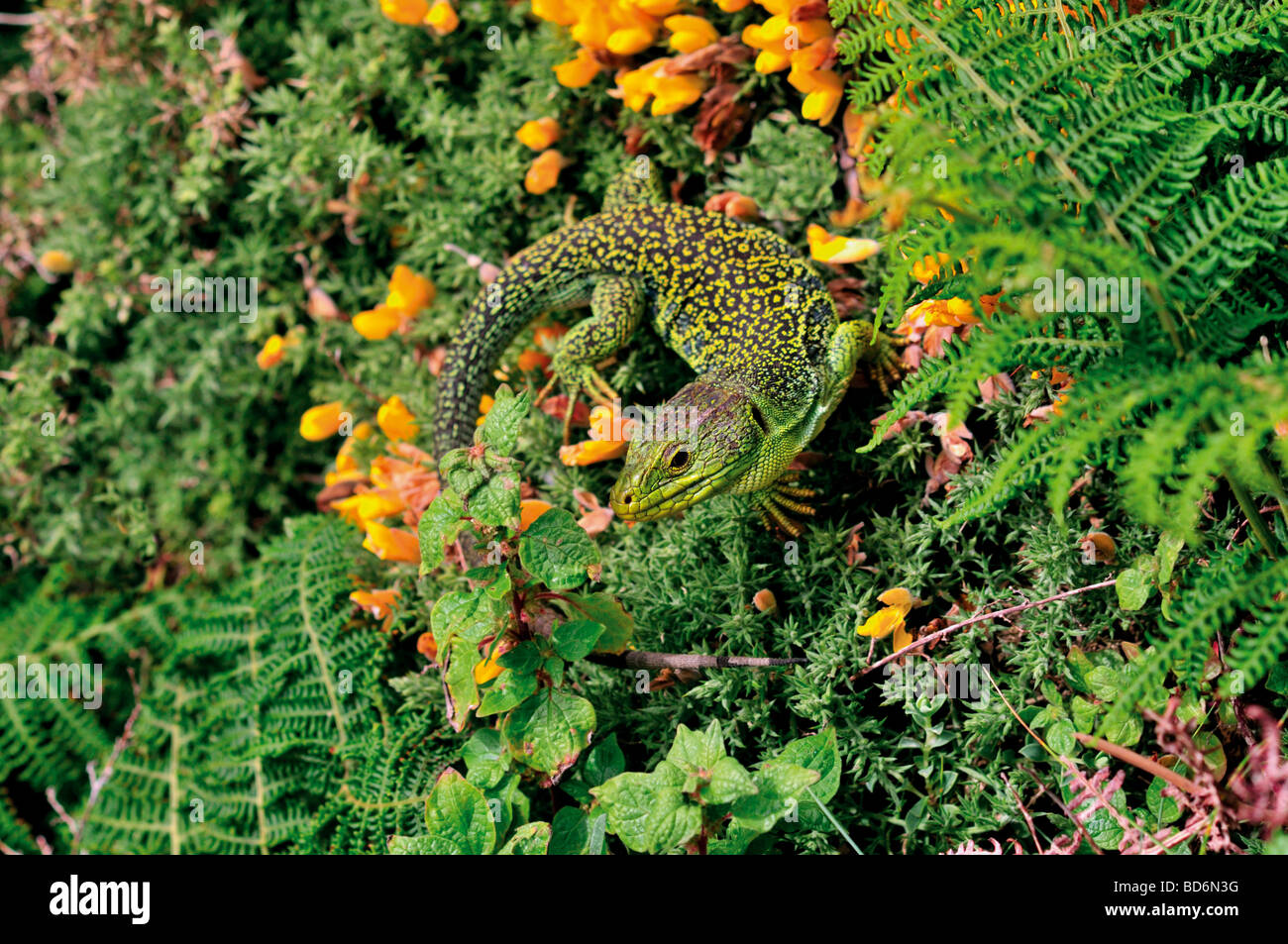 Spain, Galicia: Green Lizard at the coast of Cabo Vilán Stock Photo