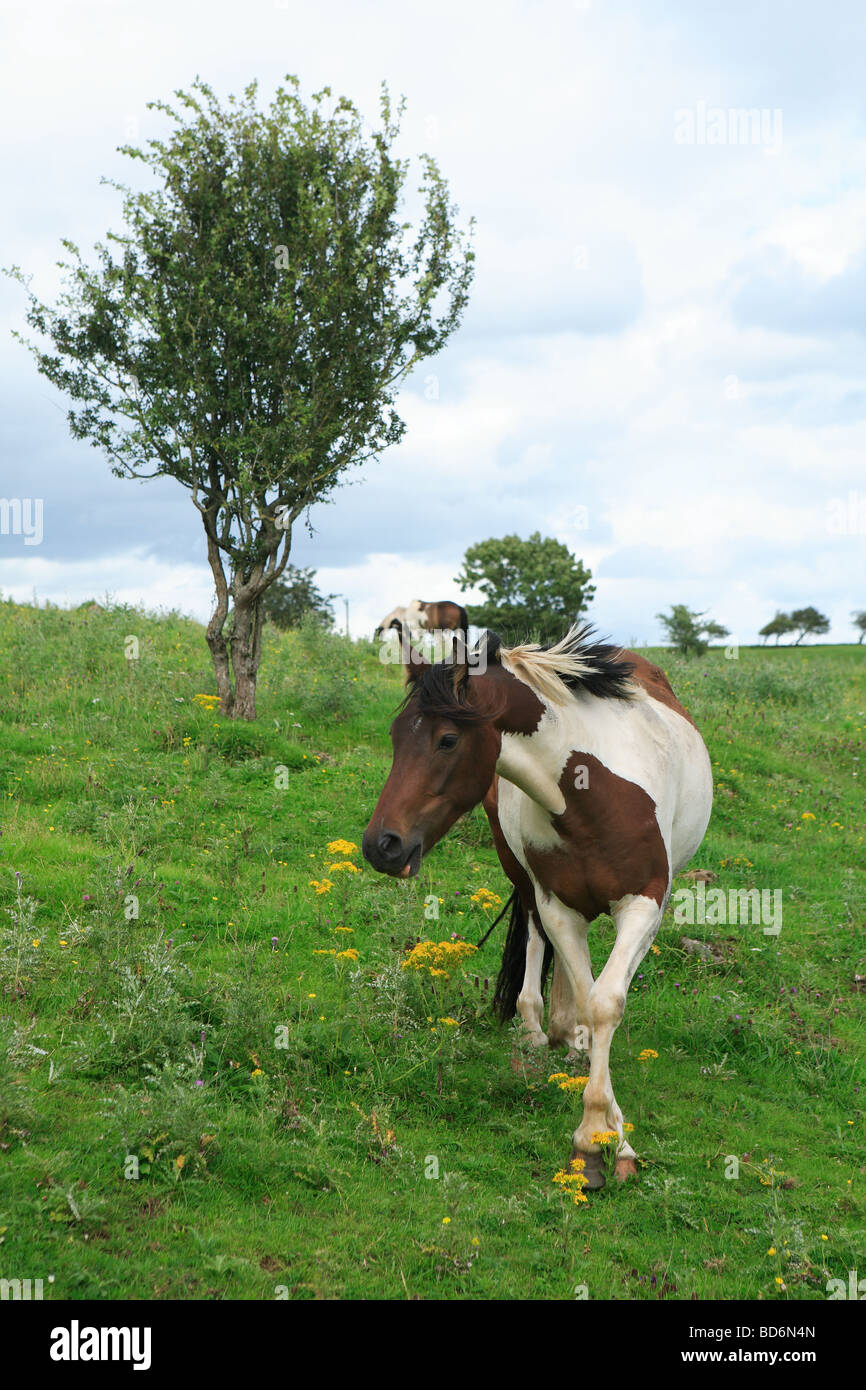 Coloured piebald horse by tree Ireland Stock Photo