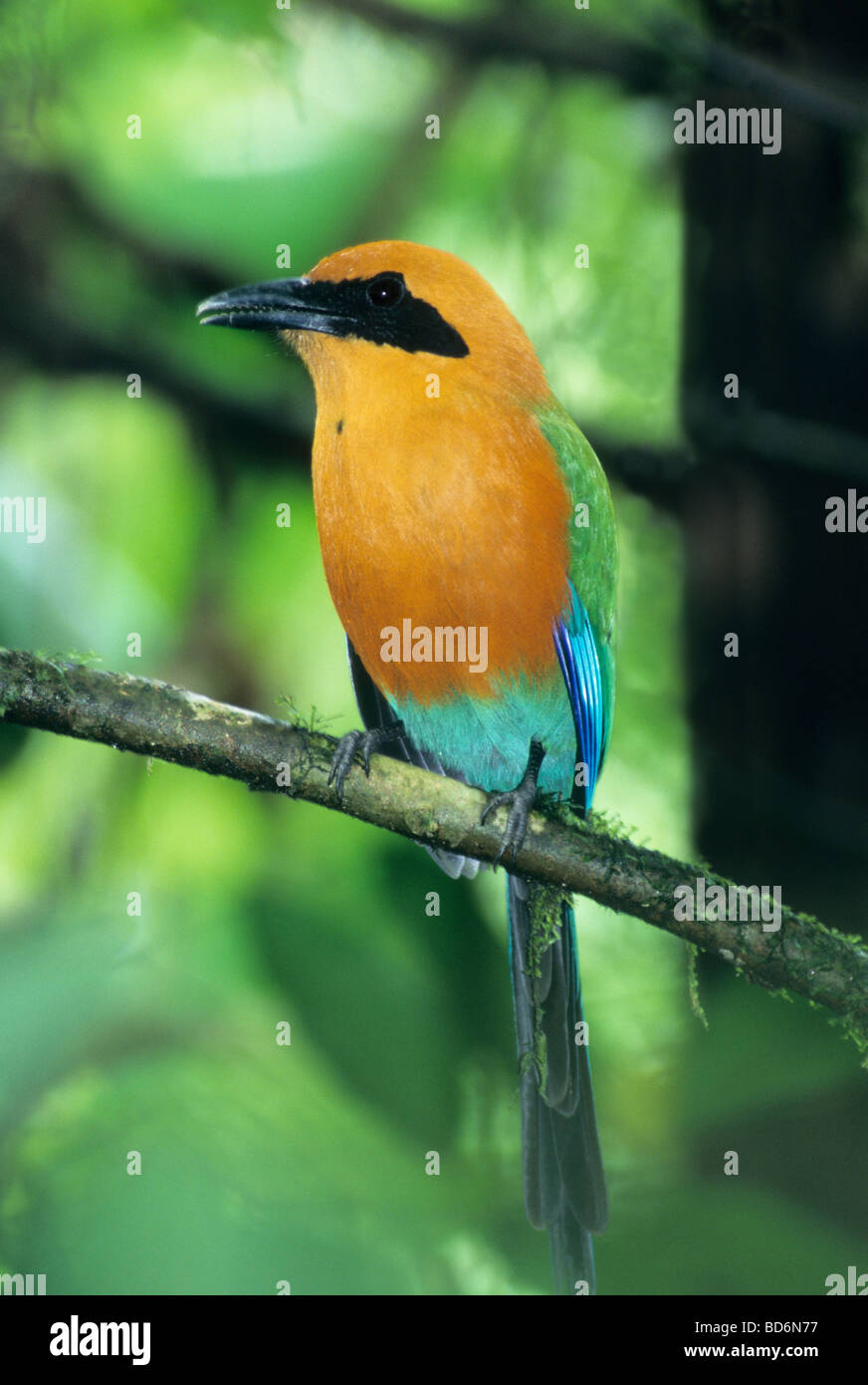 Rufous Motmot (Baryphthengus martii) Perched in lowland rainforest, La