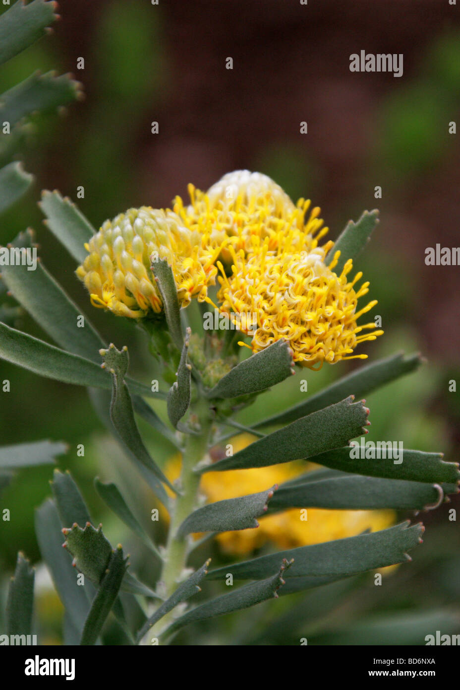 Albertinia pincushion flower hires stock photography and images Alamy