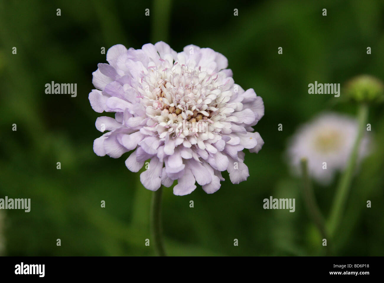 African Scabious, Scabiosa africana, Dipsacaceae, South Africa, Central Province Stock Photo