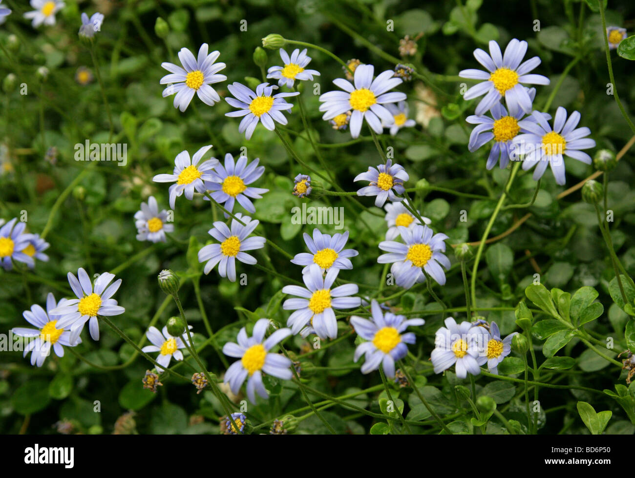 Blue Daisy or Blue Marguerite, Felicia amelloides syn F. aethiopica, Asteraceae, South Africa Stock Photo