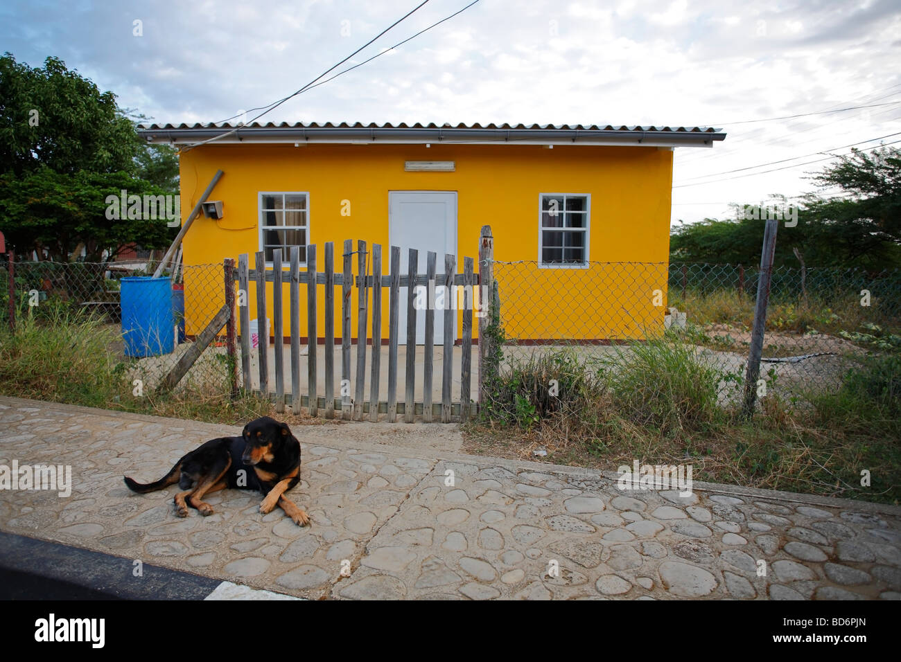 A lazy dog resting on the sidewalk in front of a small yellow house in Rincon Bonaire Netherlands Antilles Stock Photo
