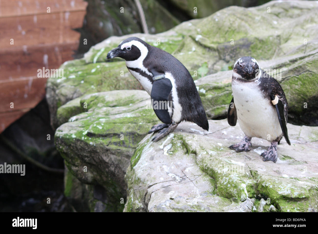 A penguin about to take the dive Stock Photo