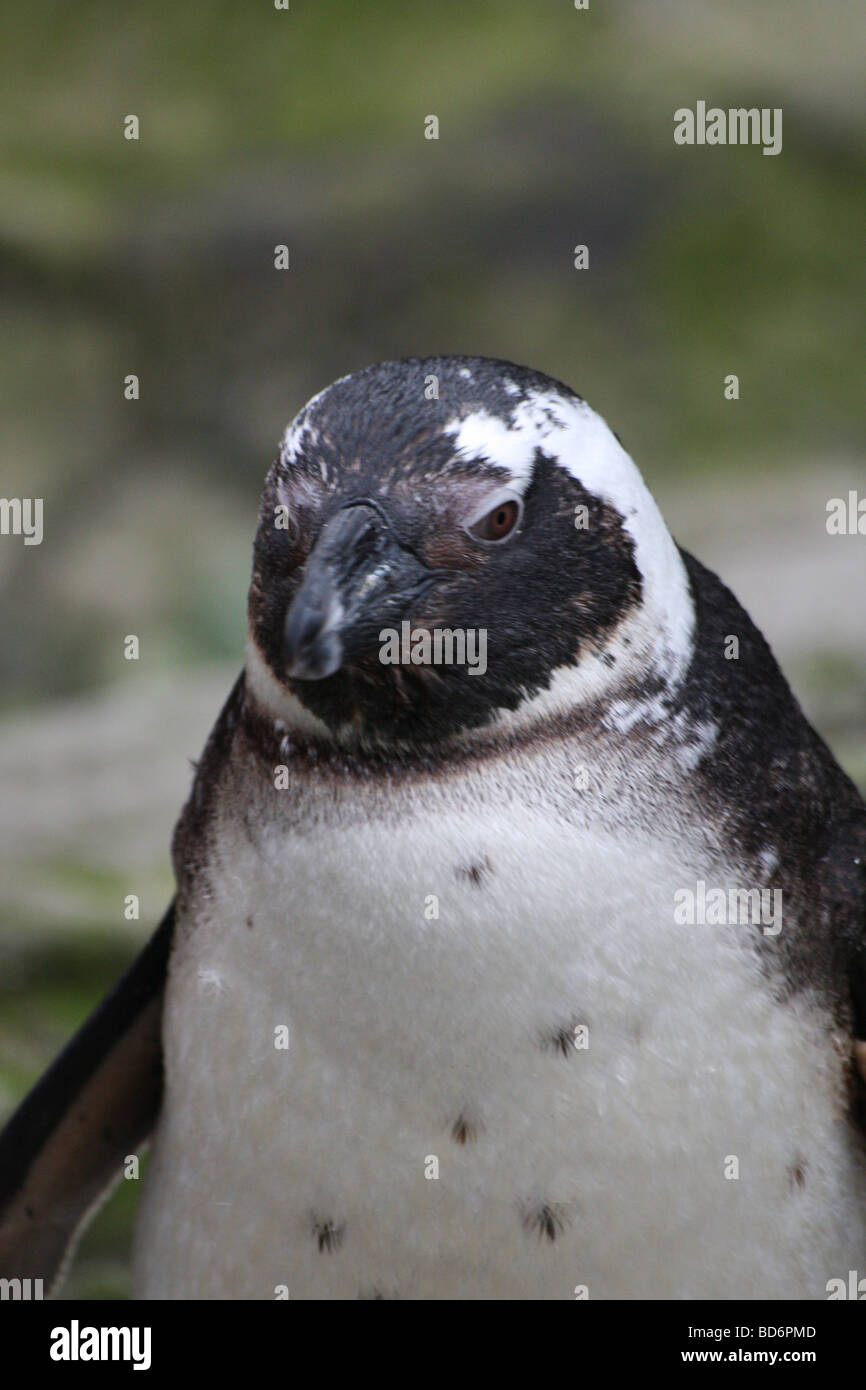 a penguin standing tall Stock Photo