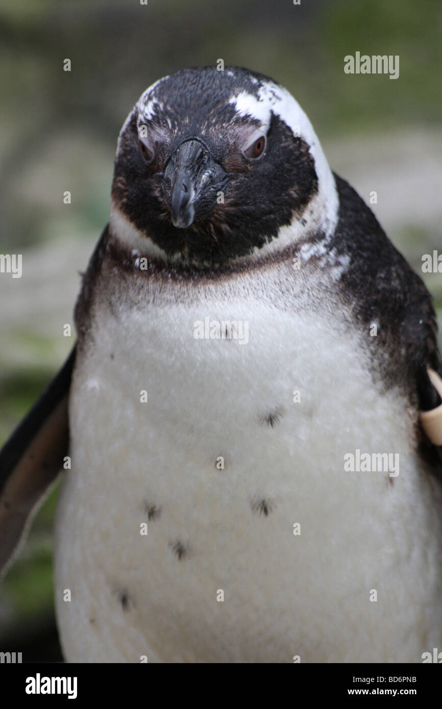 a penguin standing tall Stock Photo