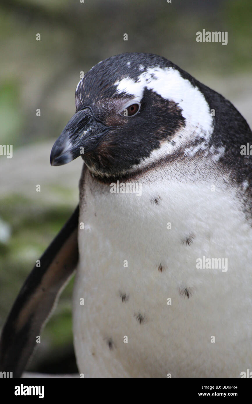 a penguin posing Stock Photo