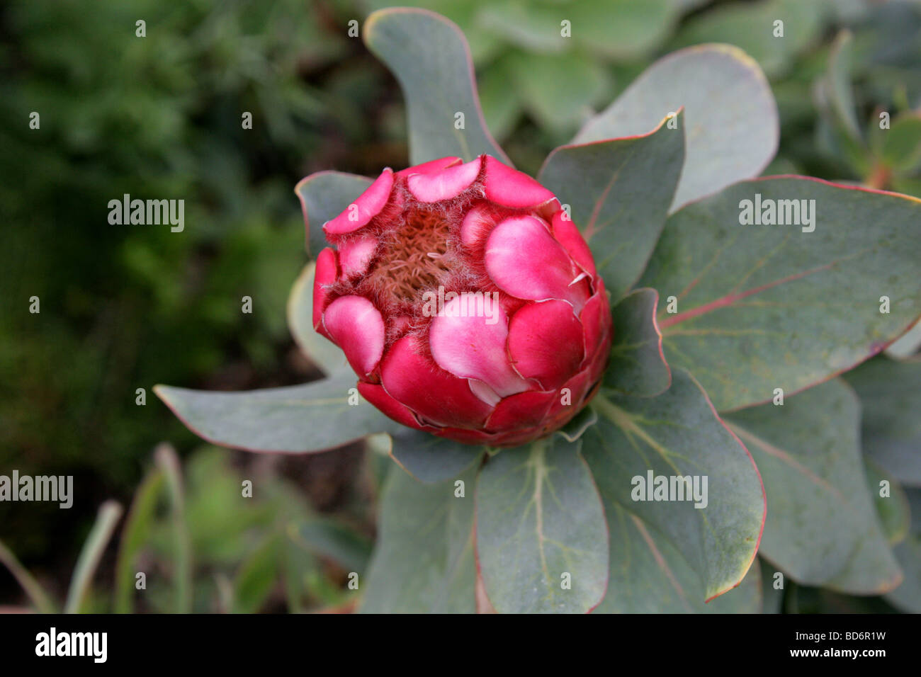 Red Sugarbush, Protea grandiceps, Proteaceae, Cape Province, South Africa Stock Photo