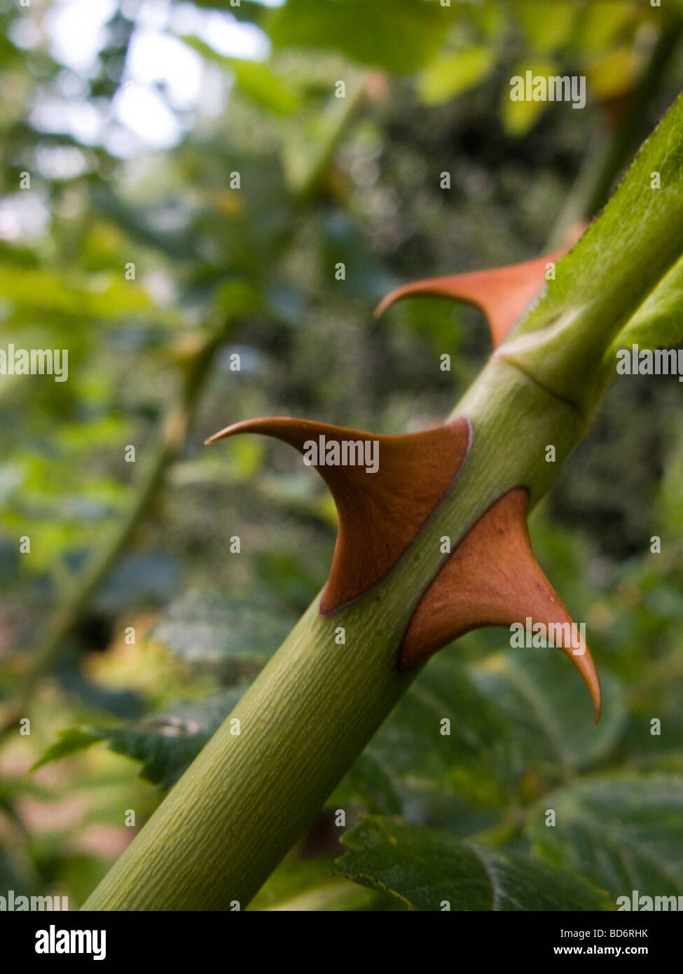 Dangerous thorns hires stock photography and images Alamy