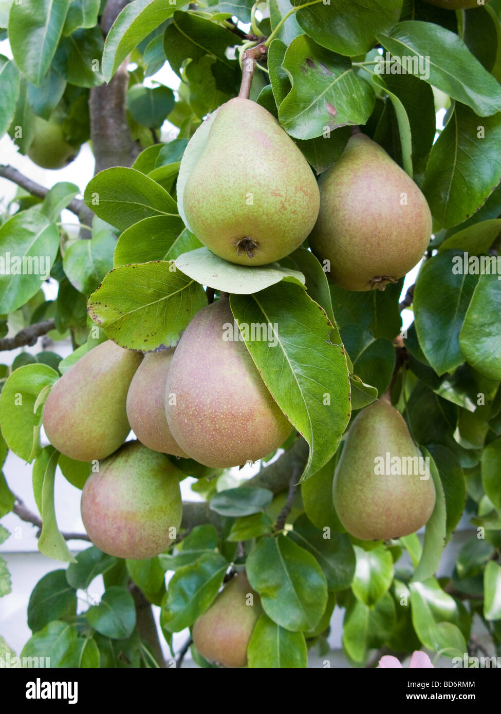pear tree Stock Photo