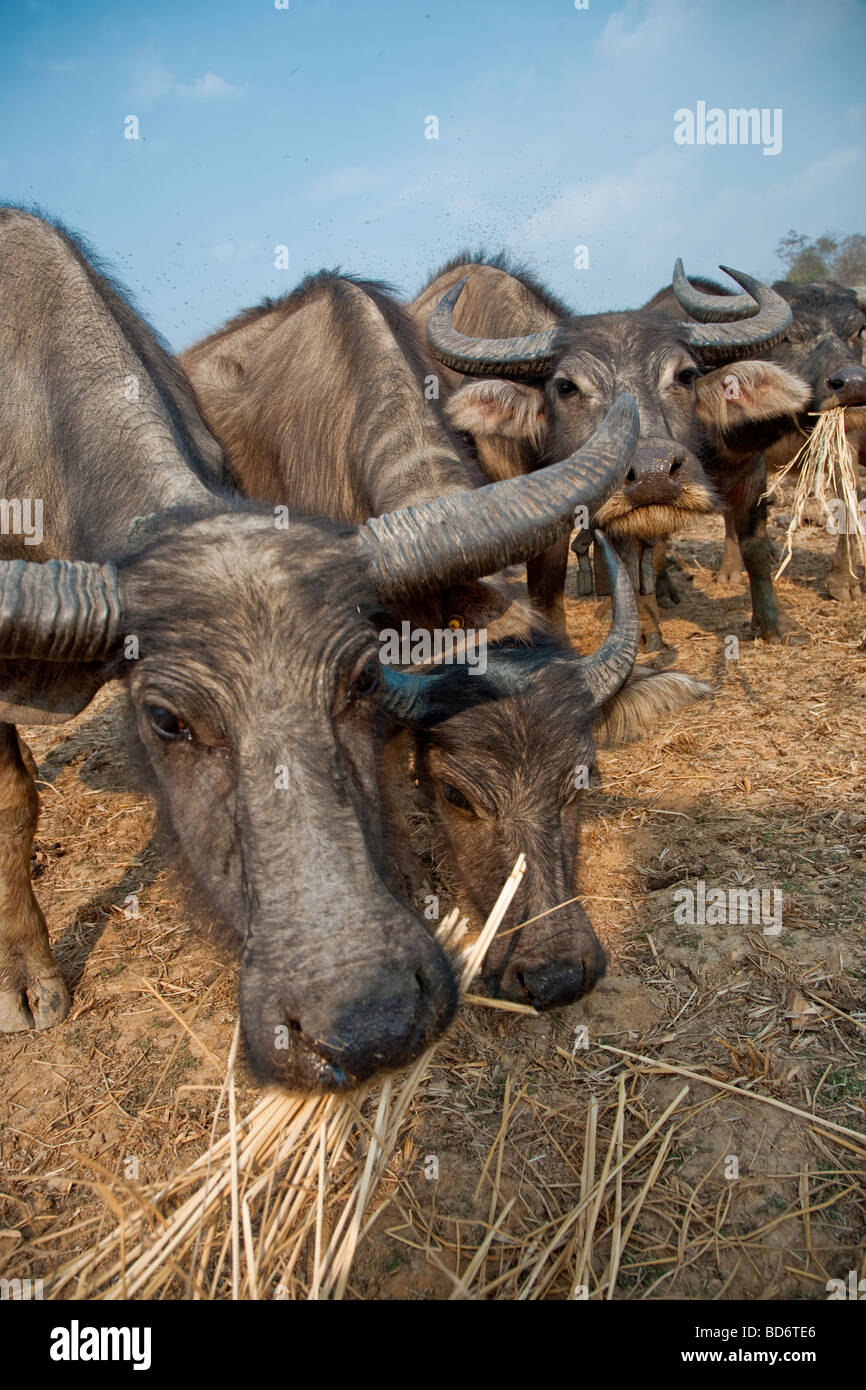 a herd of buffalo  in the north of Thailand Stock Photo